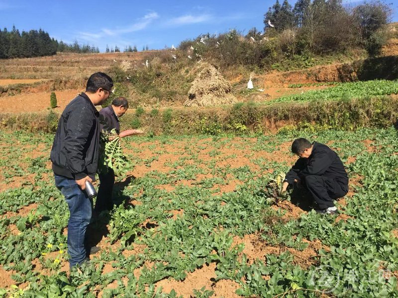 补助资金+合同种植 小小萝卜搭上扶贫快车