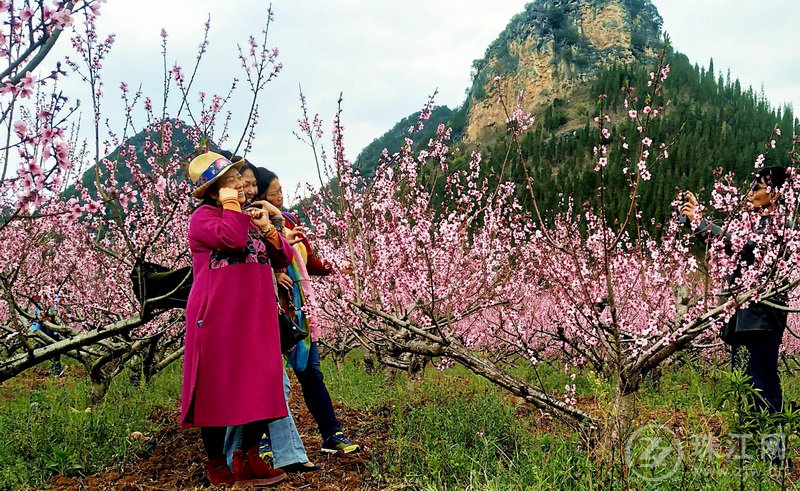 罗平：春色惹人醉 乡村旅游人气旺