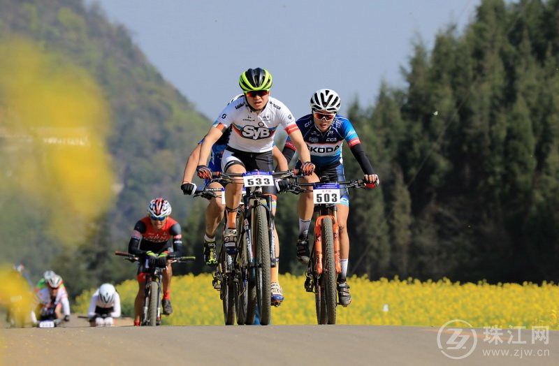 罗平举办第八届国际花海自行车节