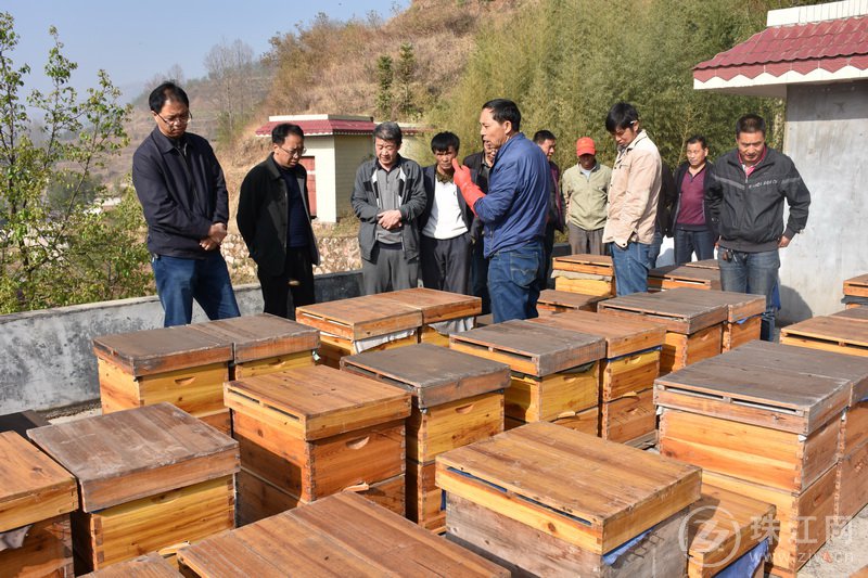 小蜜蜂带动大产业 助推羊场产业扶贫