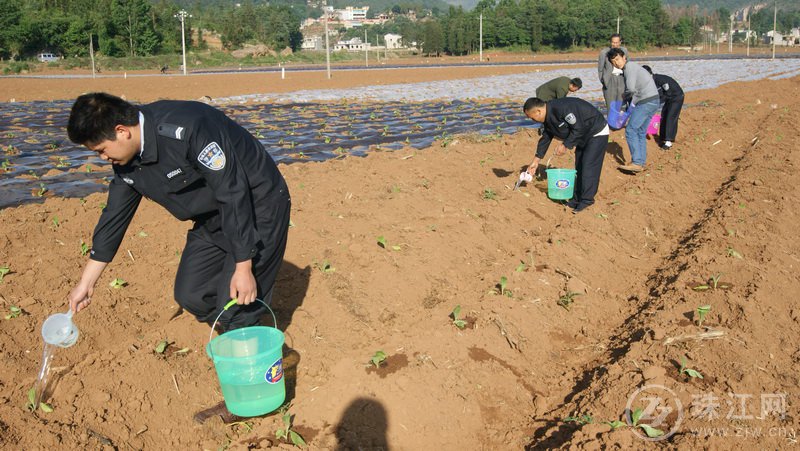 罗平马街：抗旱保苗助春耕 民警变身“运水员”