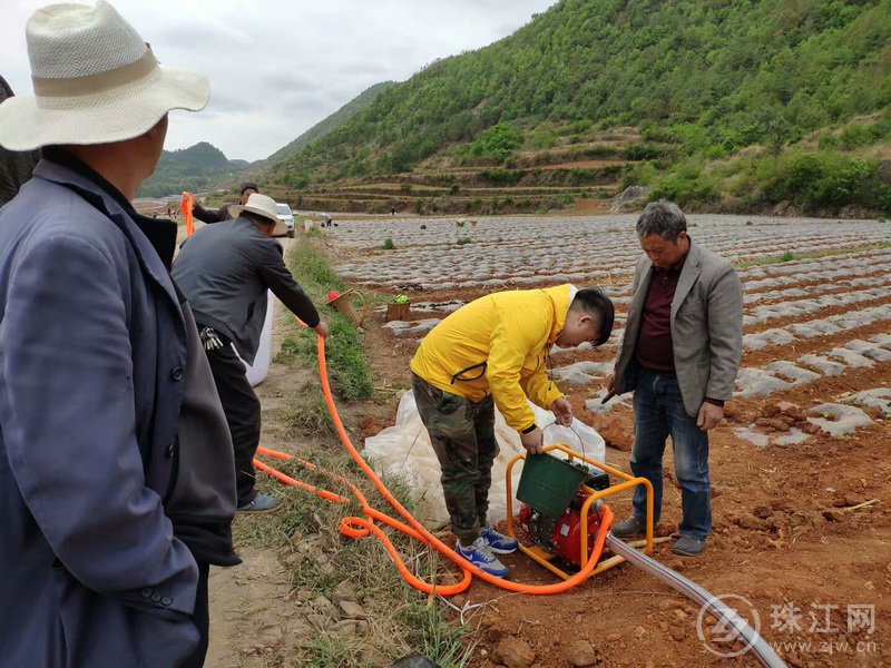 宣威市羊场镇：1000亩“订单辣椒”种植忙