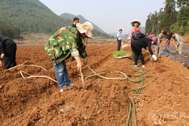 罗平钟山干群齐心抗旱栽烟