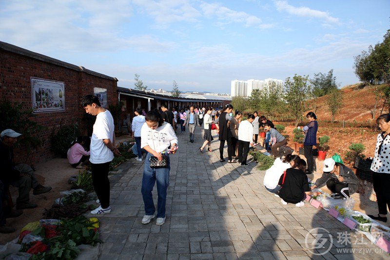 粽叶浓情 药香满街 曲靖市民族民间医药文化街开市啦！