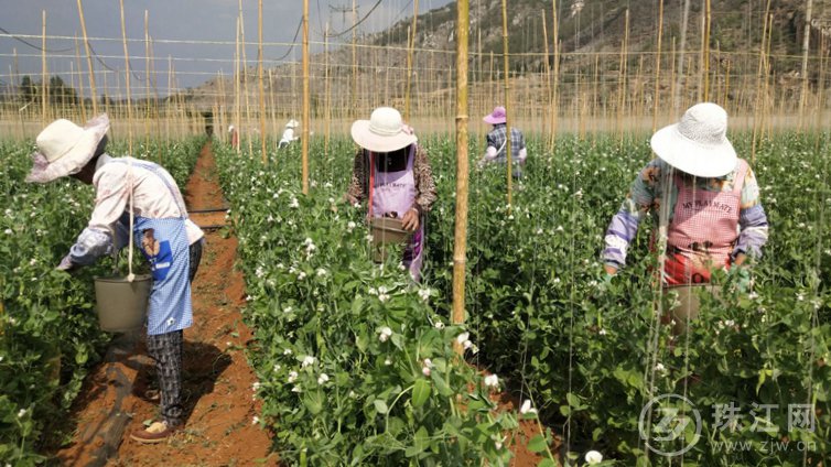 者海镇：犀牛村300亩特色产业豌豆种植喜获丰收