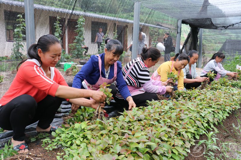 宣威市田坝镇将嫁接完成100万株红花油茶苗