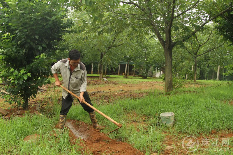 罗平：省级核桃提质增效技术推广项目落地有声