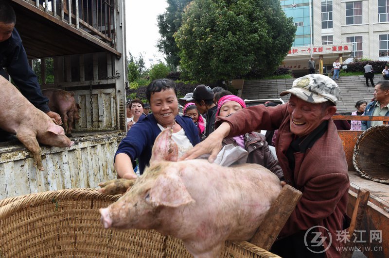 免费小猪来“敲门” “造血式”扶贫激活内生动力