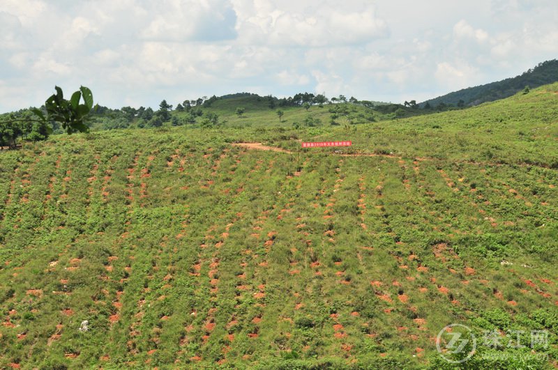 图片1：富源县2019年义务植树活动基地.JPG