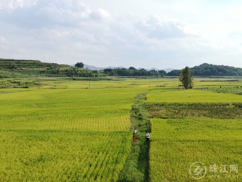 张安屯街道：大地铺满金 赏景正当时