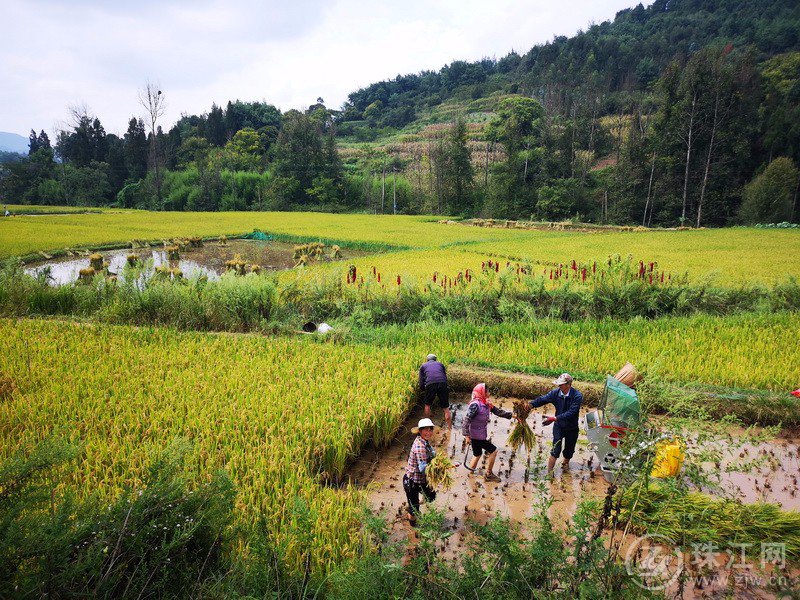 马龙区张安屯街道稻香鱼肥话丰年