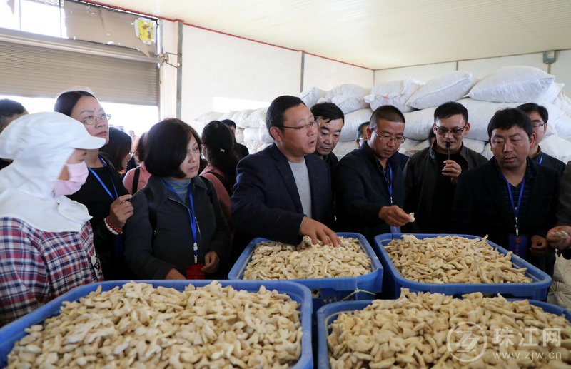 罗平县人大常委会组织省市人大代表视察生姜产业发展情况