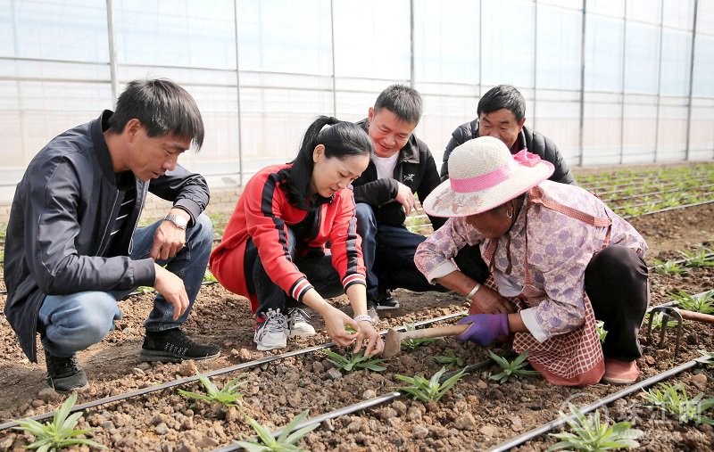 陈黎维到鲜切花基地指导花卉种植1.jpg