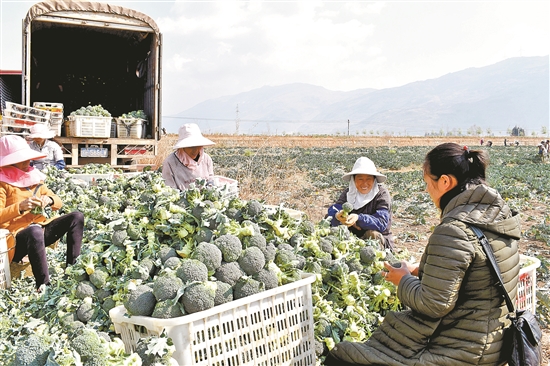 陆良县：擦亮绿色招牌 蔬菜产品走向世界