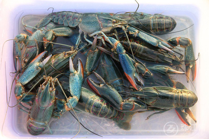 “曲靖产”首批澳洲淡水龙虾上市了！