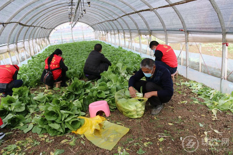 珠街街道种植户捐赠爱心蔬菜助力“抗疫”