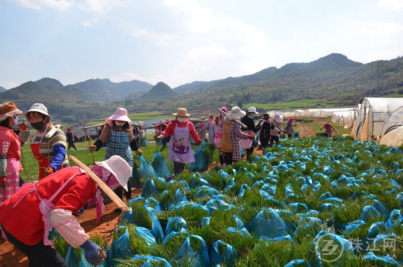 麒麟区东山镇：60余吨爱心物资辗转千余里顺利运抵武汉