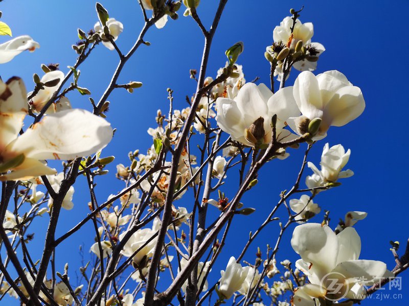 玉兰花开春意浓   