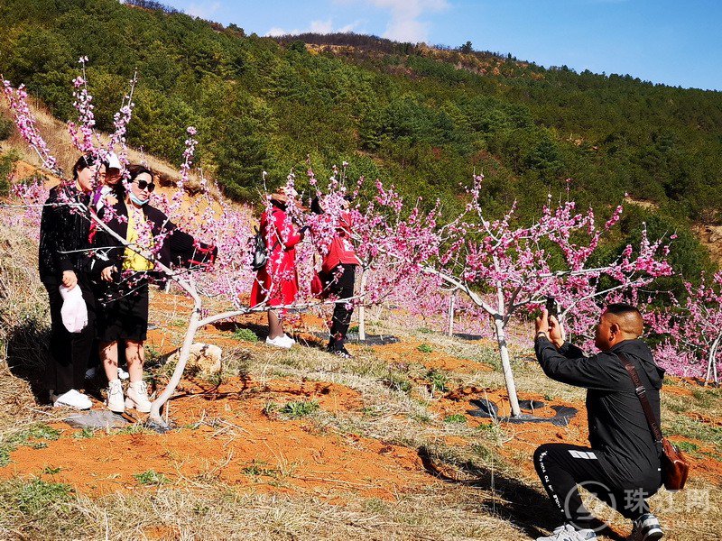 青云山上千亩桃花醉春光