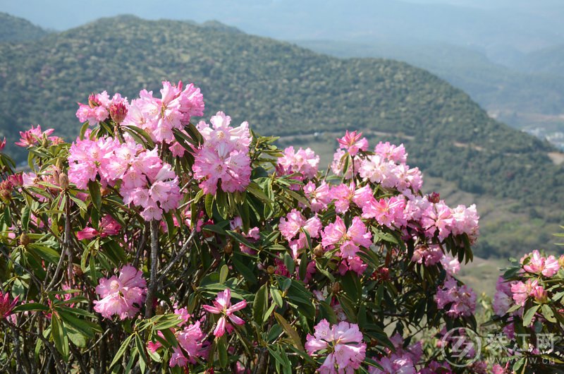 春季到东山来看花