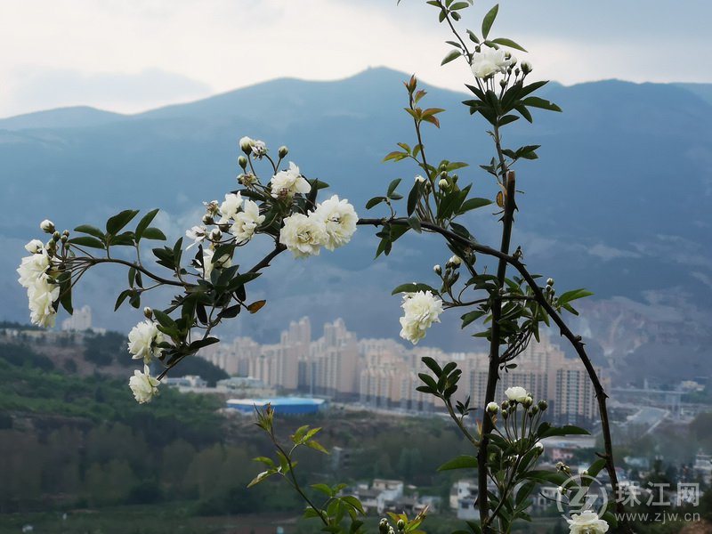 会泽马鞍山上木香花开染春色