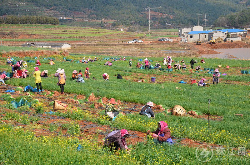 麒麟区东山镇千亩蔬菜助农民鼓起“钱袋子”