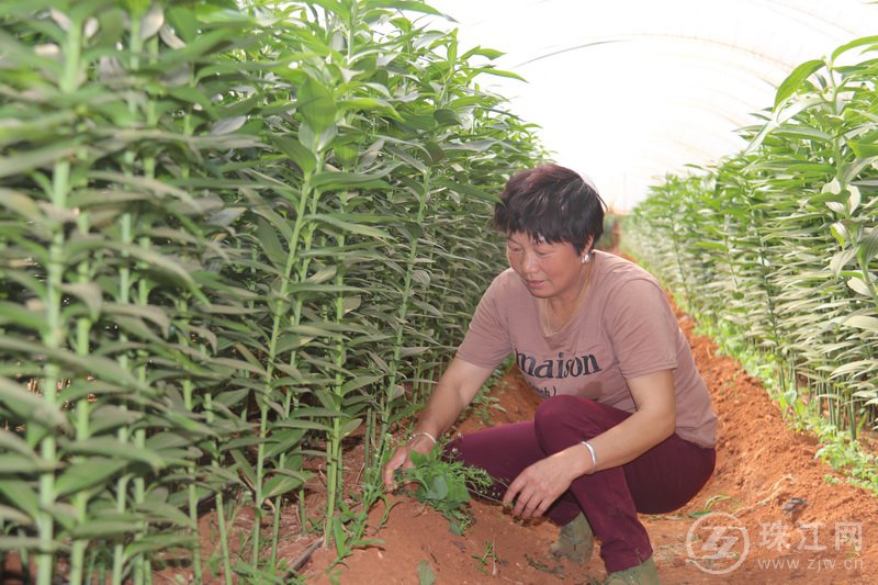 马龙纳章镇村民就近务工 “小百合”种出好“钱”景