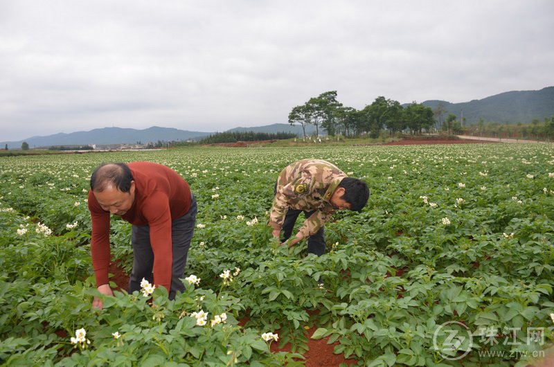 麒麟区东山镇：万亩洋芋花开幸福来