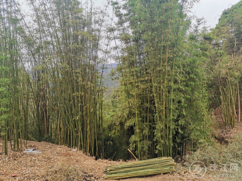 会泽县雨碌乡：让竹编留住乡愁  助力群众增收致富