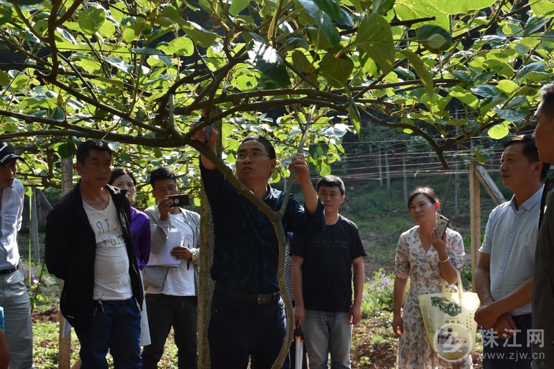 “五一不打烊”富源县国有十八连山林场紧密开展猕猴桃高产栽培技术现场培训