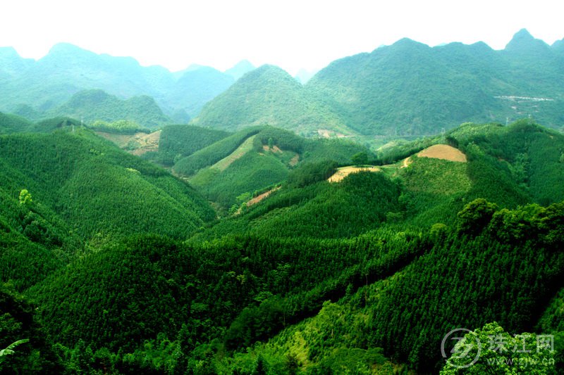 罗平县植绿增绿  提升森林生态质量