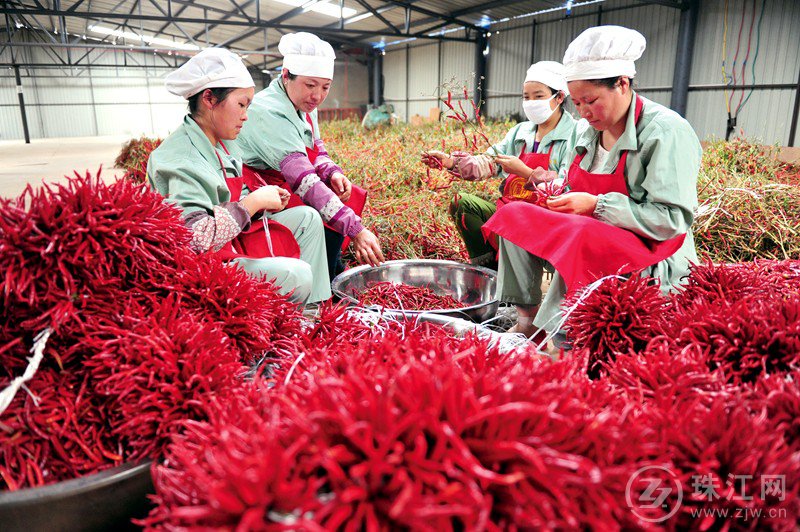 宣威市太坤调味品厂引领当地群众种植辣椒_副本.jpg