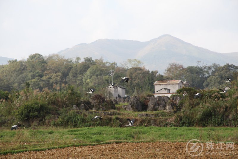 罗平县湿地面积2774余公顷 保护率达37.83%