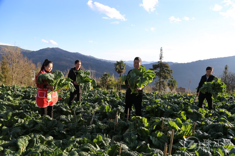 4，被古村村干部在干酸菜种植基地向大家展示有机干酸菜.JPG