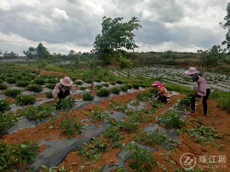 马龙区张安屯街道：500亩人参果满地开花结果“喜变致富果”