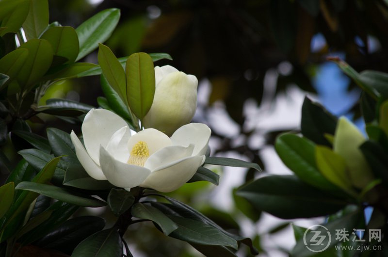 会泽县花——玉兰花