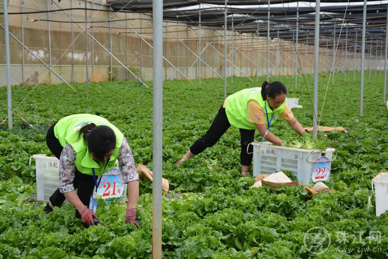 曲靖市第二届职工综合职业技能大赛蔬菜采摘及包装技能竞赛在陆良县举行