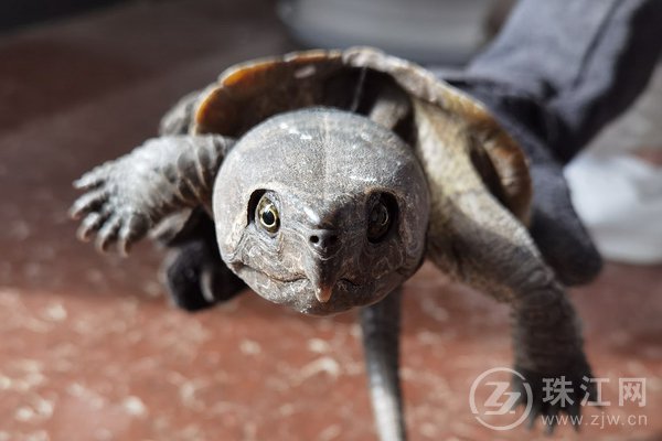 宣威森警救助小乌龟  竟是国家一级保护动物