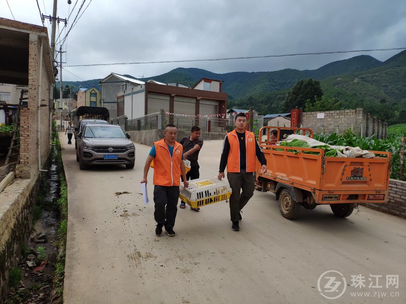 麒麟区东山镇：2800余只“致富鸡”飞入困难百姓家