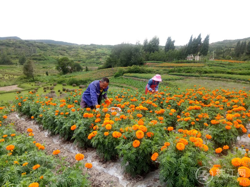 马龙区张安屯街道:万寿菊花开正艳迎丰收 花农采摘笑开颜