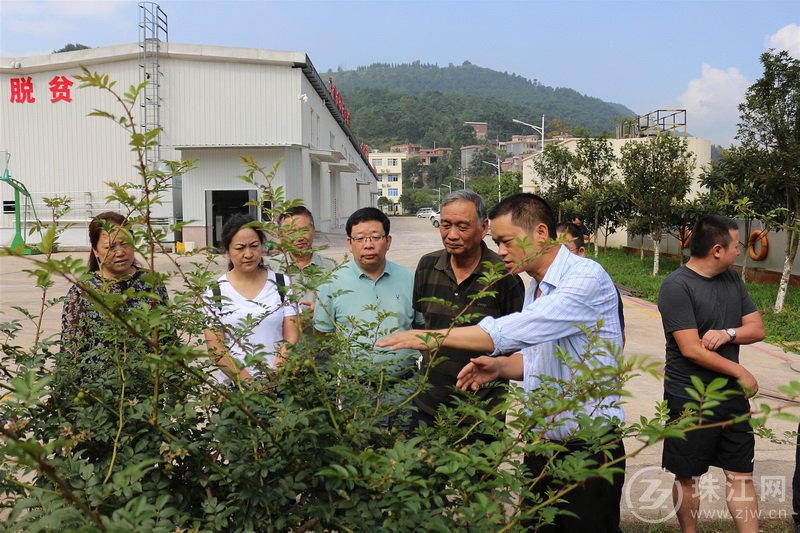 致公党曲靖市委调研组到宣威海岱镇调研易地扶贫搬迁工作