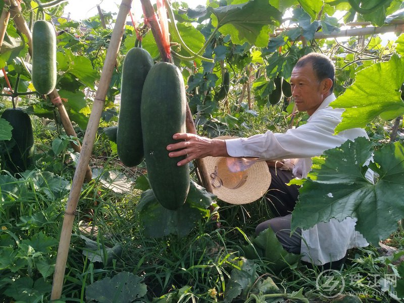 宣威双河乡新寨村：一年种植三茬蔬菜 群众茬茬受益