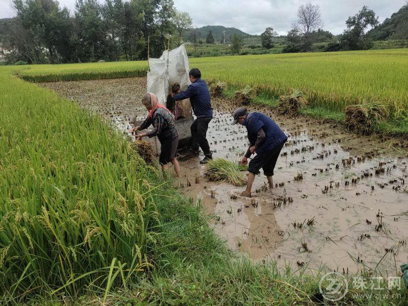 马龙张安屯街道：5000亩优质稻谷成熟开镰收割迎丰收节