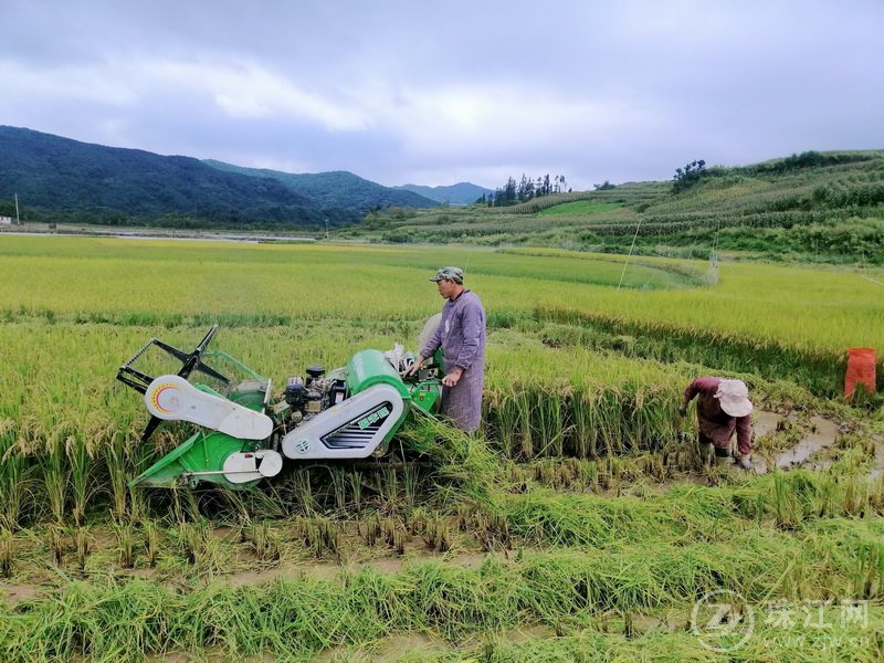 晏官屯社区：稻谷飘香庆丰收