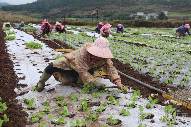 曲靖马龙纳章龙洞村委会：百亩蔬菜基地，增收致富“新法宝”