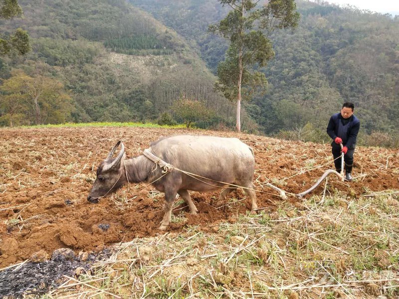 图3：黄仁向帮助村民耕作山地.jpg