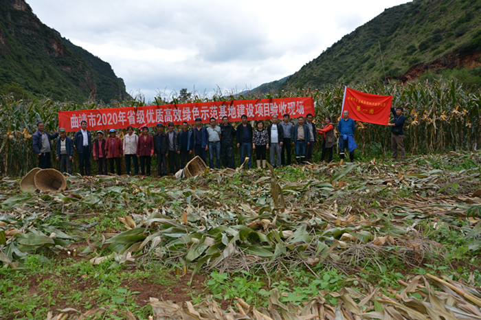 科技兴农，曲靖这批农业专家把论文写在大地上