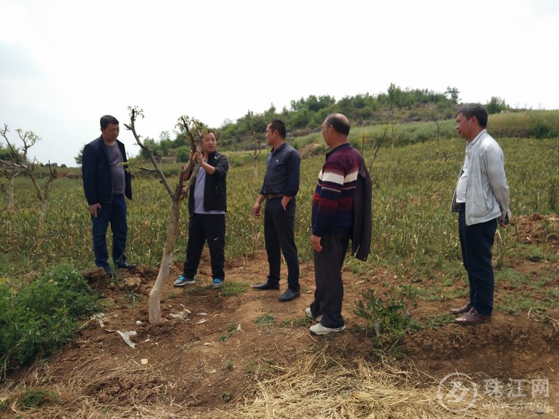 因地制宜 助力脱贫攻坚 千亩核桃产业打造移民幸福生活