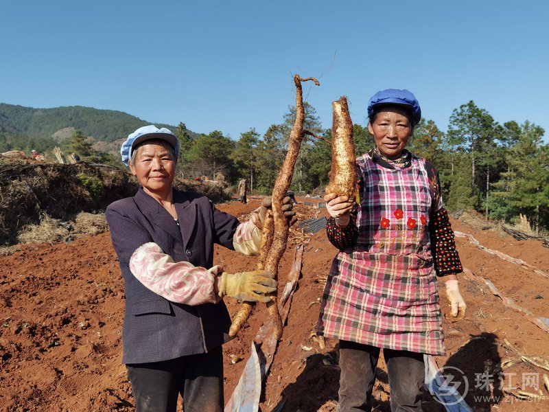 雨碌乡白彝村：山药大获丰收 群众喜上眉梢