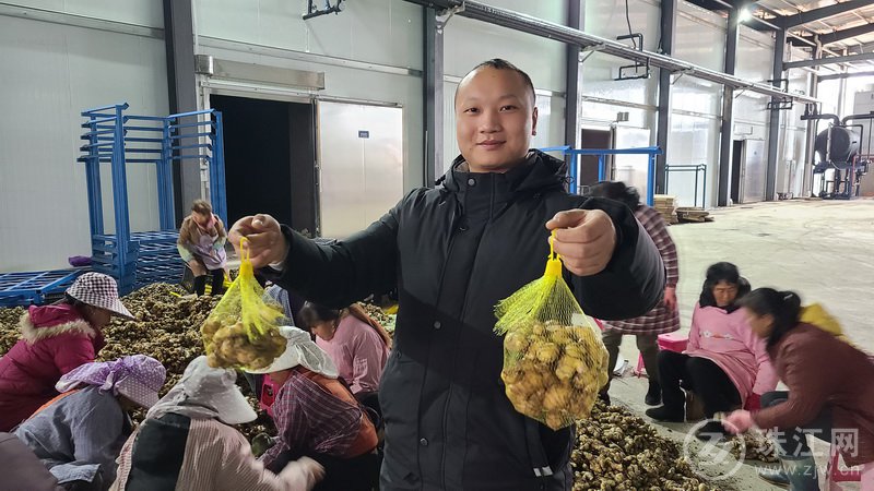 罗平板桥镇小黄姜产业园冷链物流中心小黄姜将直达北京家乐福超市